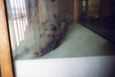 Krokodil